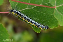 Uresiphita gilvata larva (3)